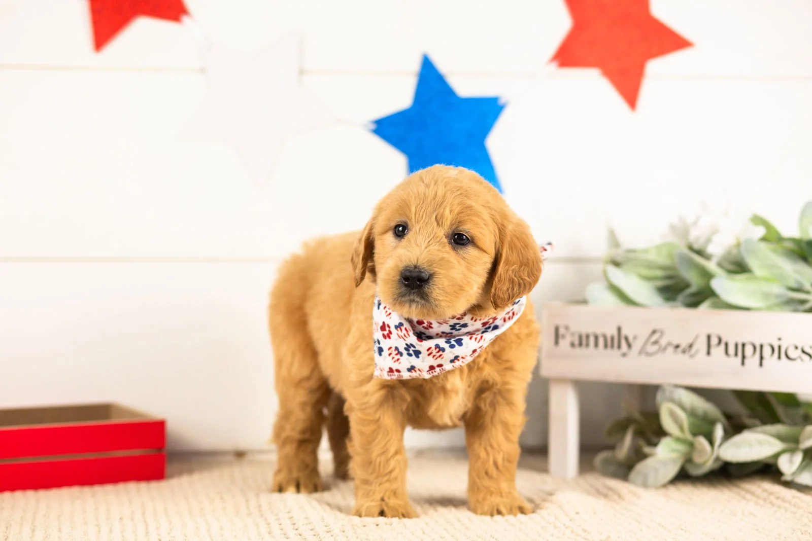 aragron goldendoodle for sale(2).jpg