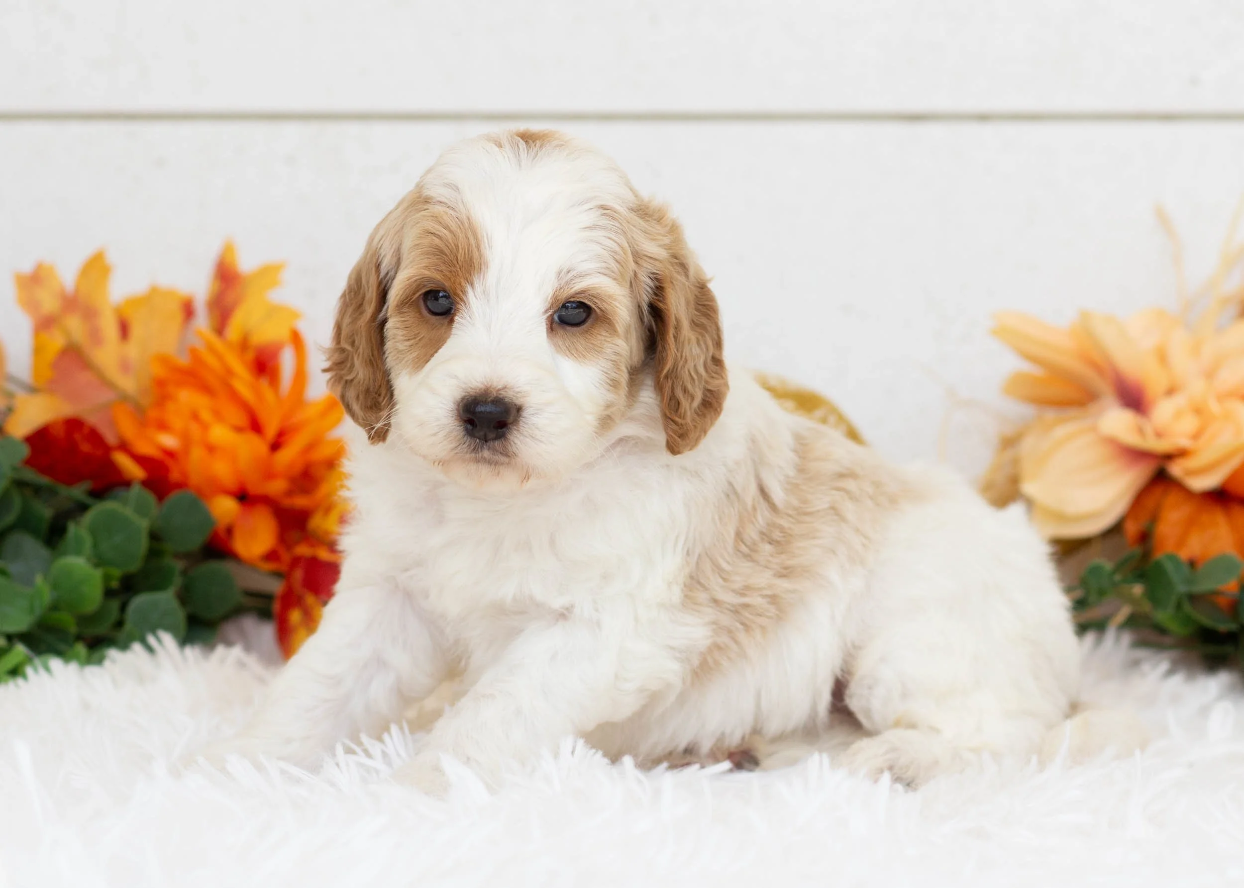 Wedge goldendoodle for sale(2).jpg