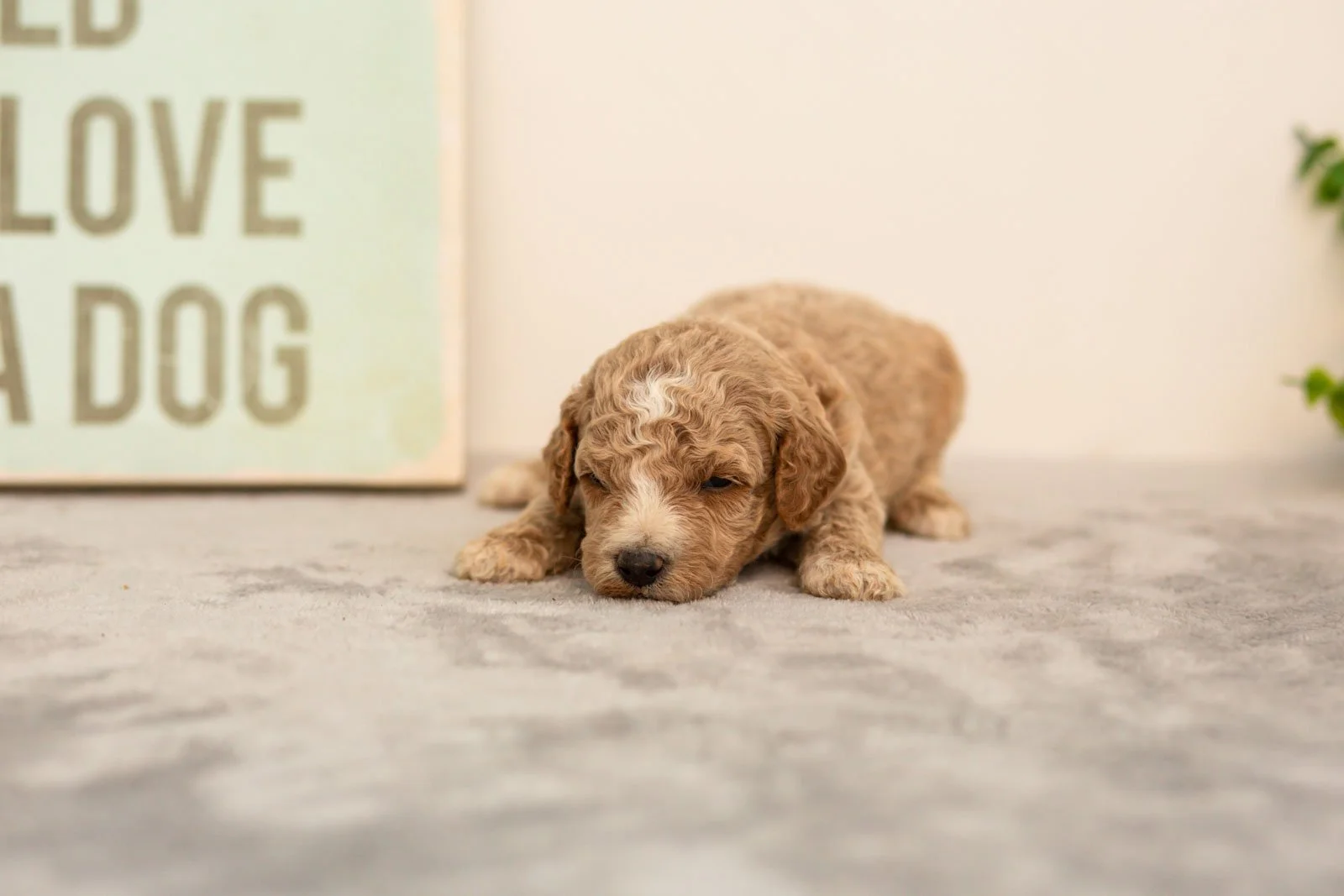 Iris goldendoodle for sale.jpg