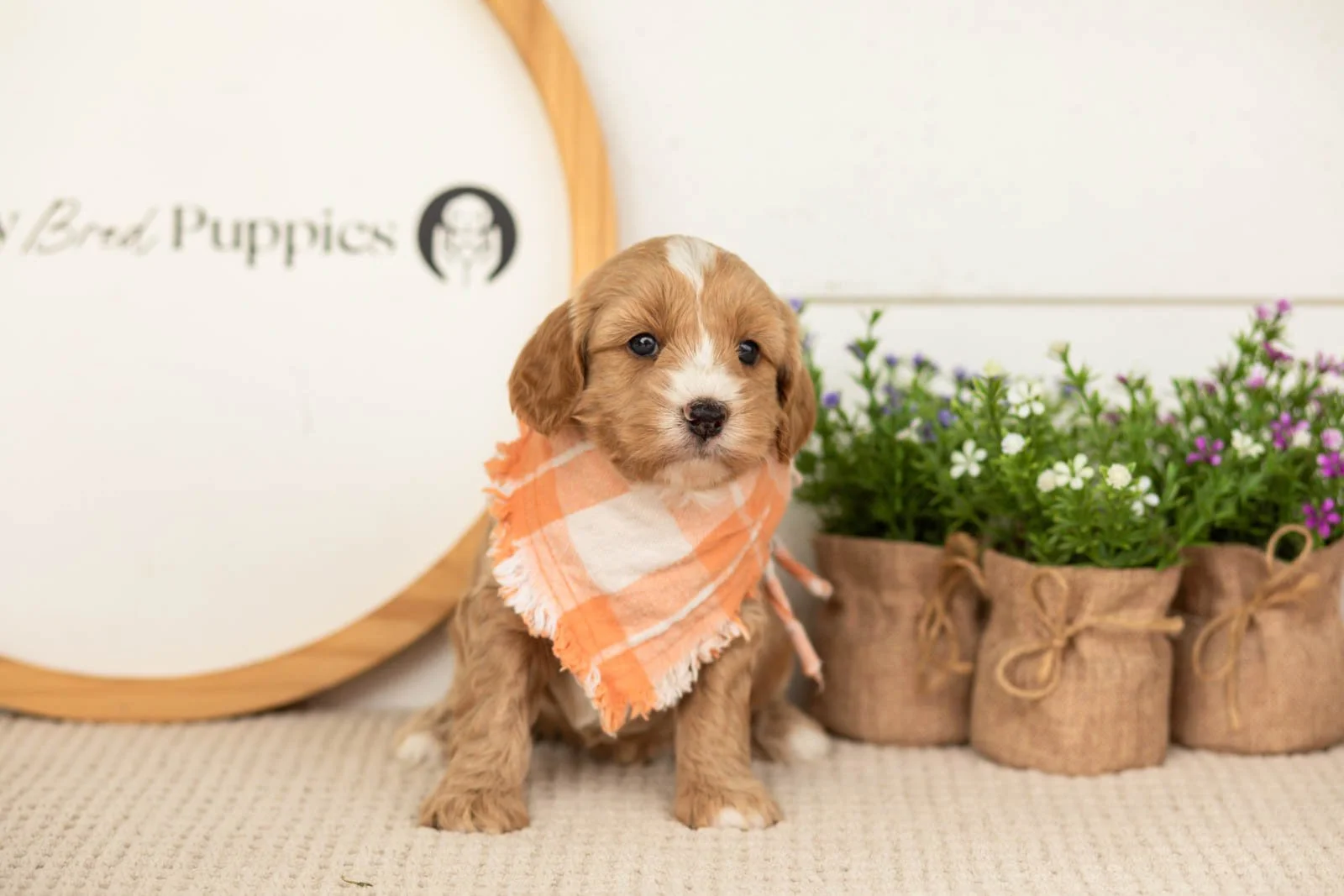 Blaze goldendoodle for sale(2).jpg