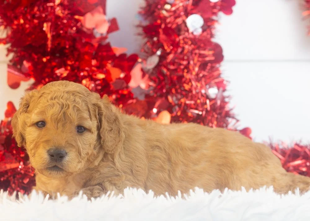 Mila goldendoodle for sale.jpg