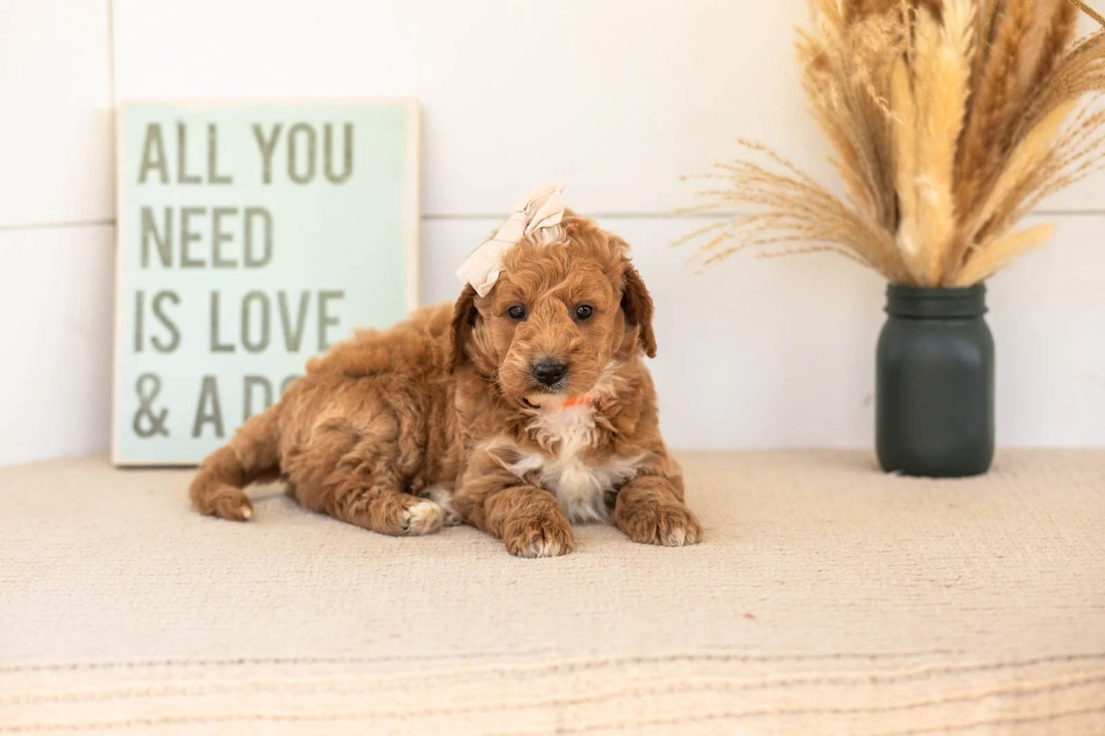 Flora goldendoodle for sale.jpg