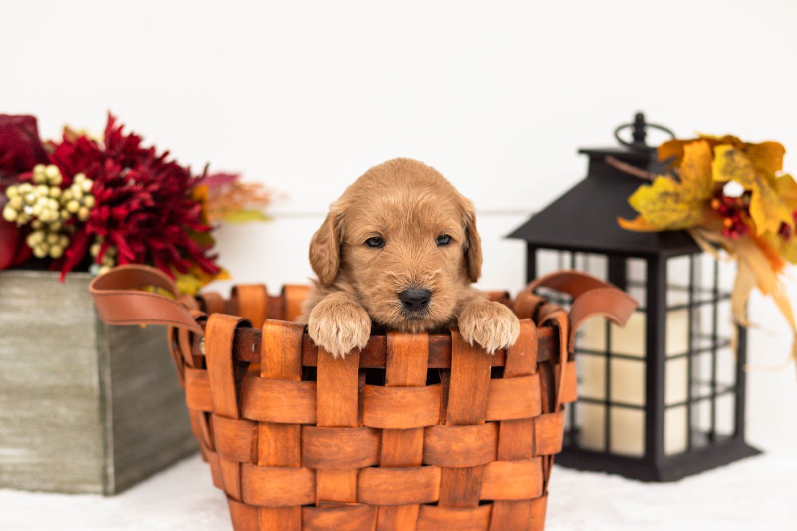 Scarecrow goldendoodle for sale 1.jpg