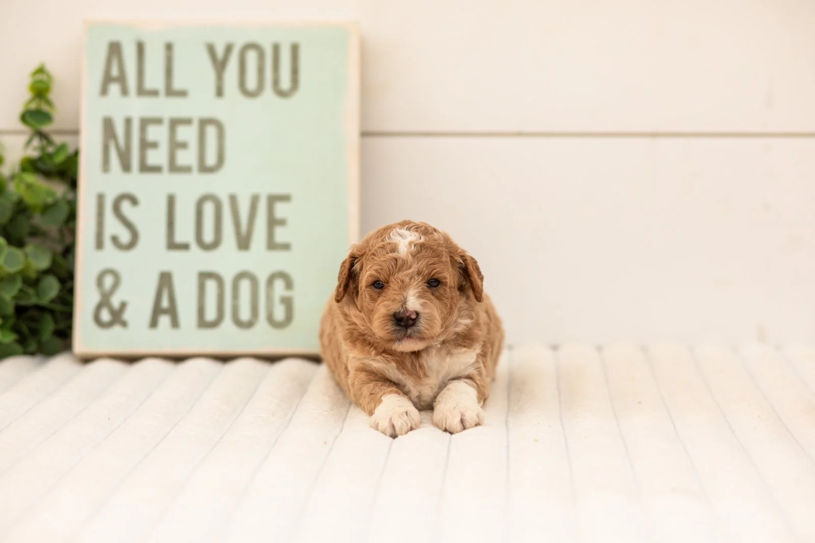 Felix goldendoodle for sale(2).jpg