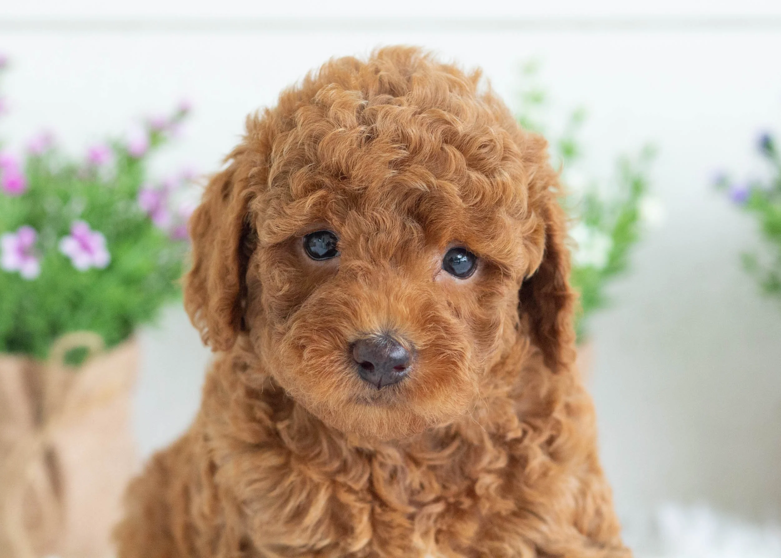 Zane Goldendoodle for sale(3).jpg