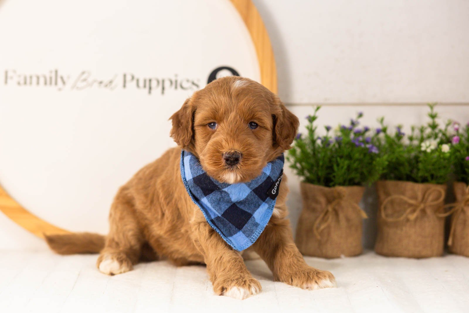 Brave goldendoodle for sale(2).jpg