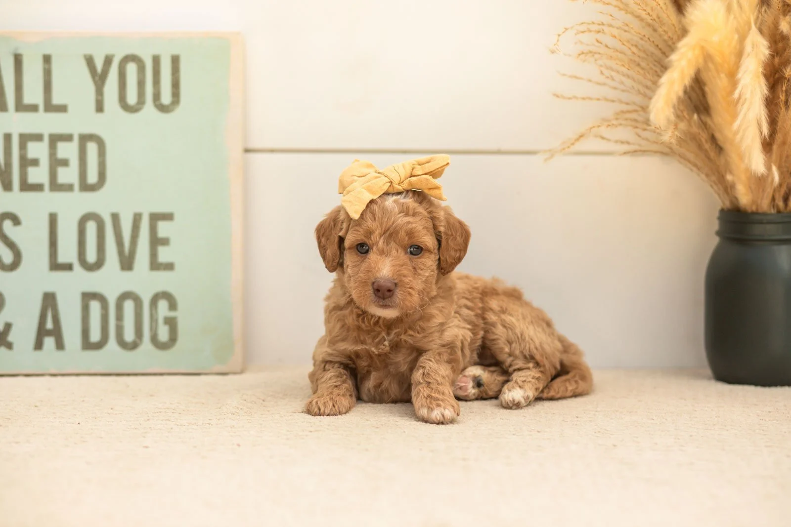 Scarlett goldendoodle for sale(4).jpg