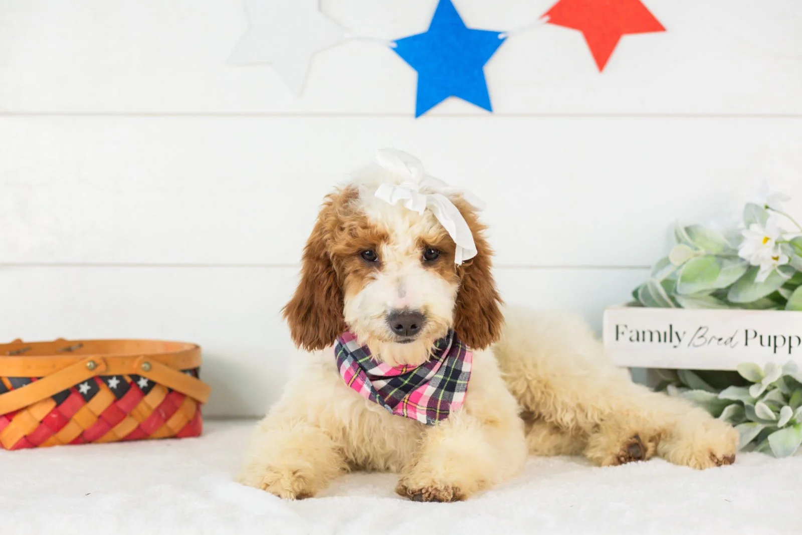 Dolly Parton goldendoodle for sale.jpg