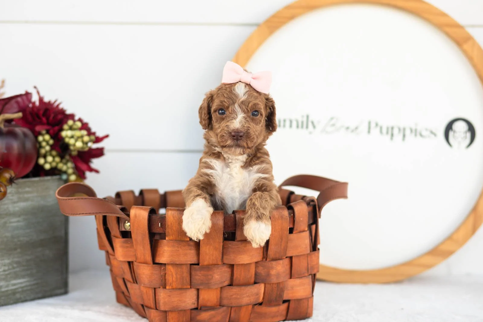 Tatra goldendoodle for sale(3).jpg
