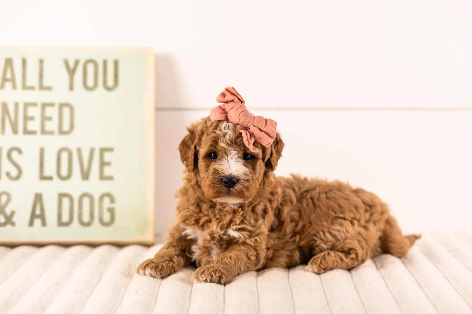 Ivory goldendoodle for sale.jpg