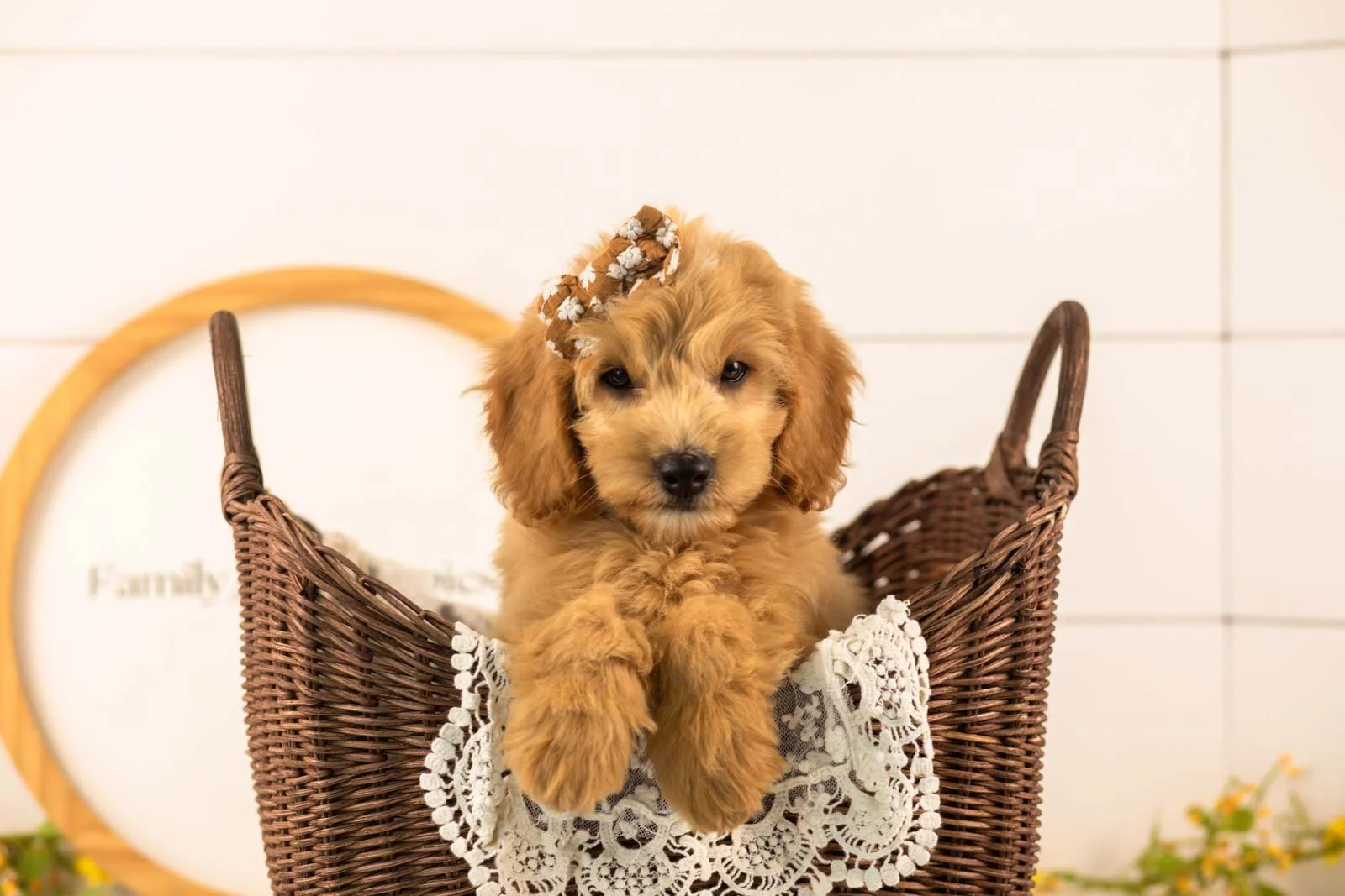 Marty goldendoodle for sale(3).jpg