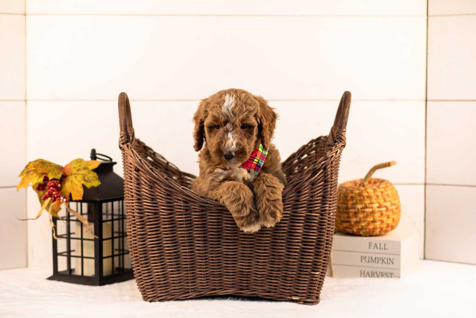 Alps goldendoodle for sale 1.jpg