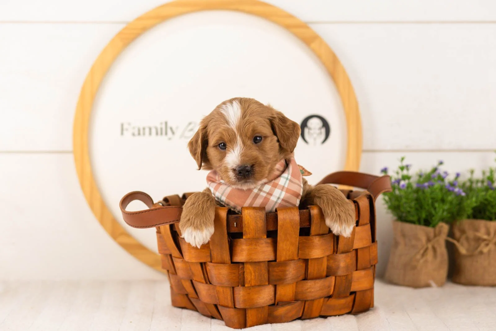 Bobby goldendoodle for sale(4).jpg