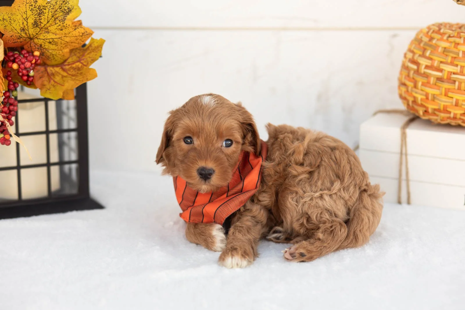Josiah goldendoodle for sale 5.jpg