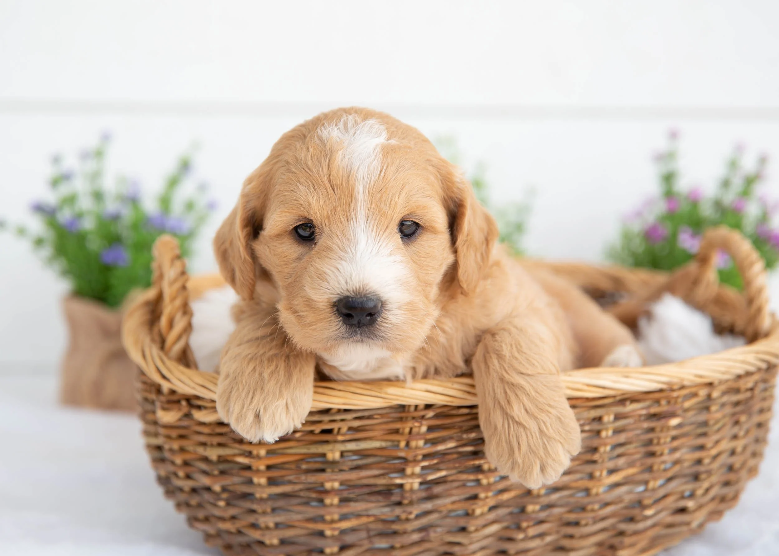 Nugget goldendoodle for sale(3).jpg