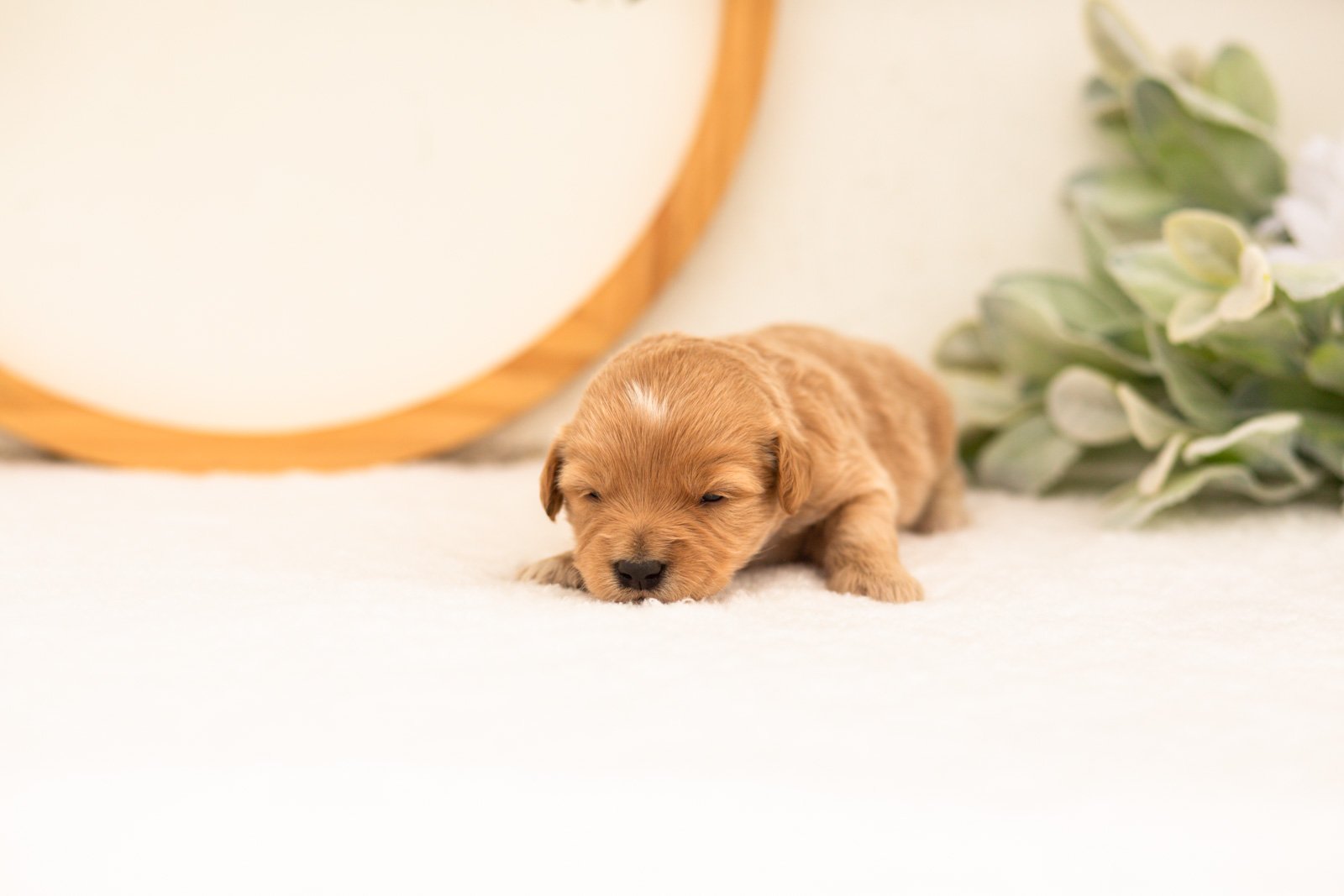Emilia goldendoodle for sale(1).jpg