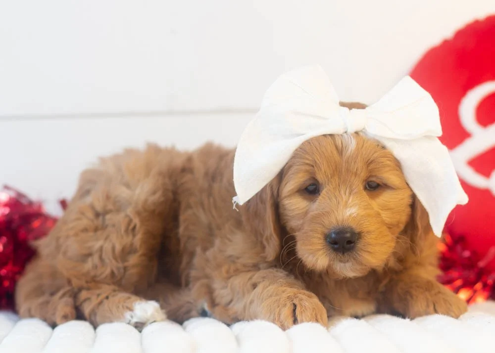 Meatball goldendoodle for sale(2).jpg
