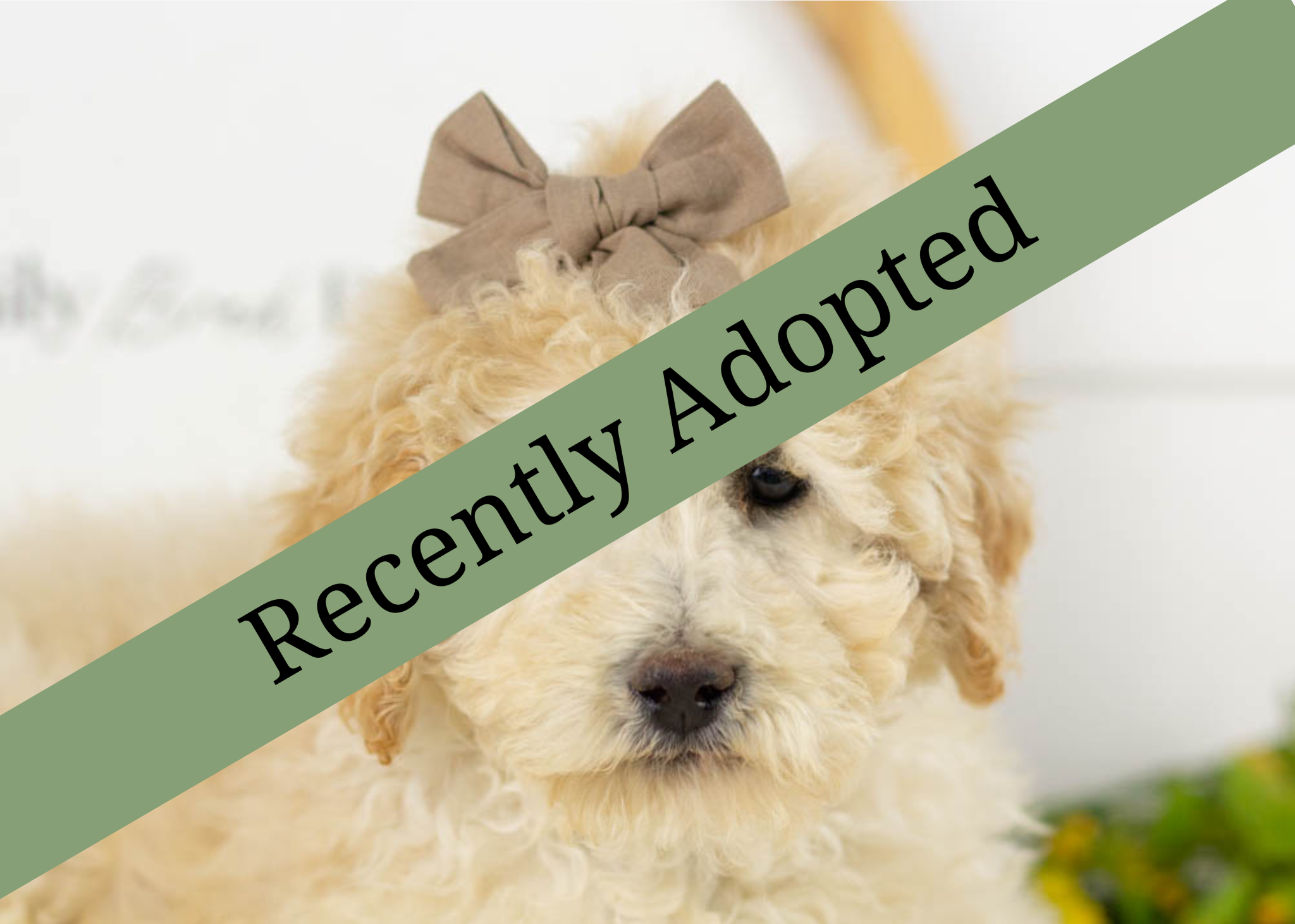 goldendoodle for sale