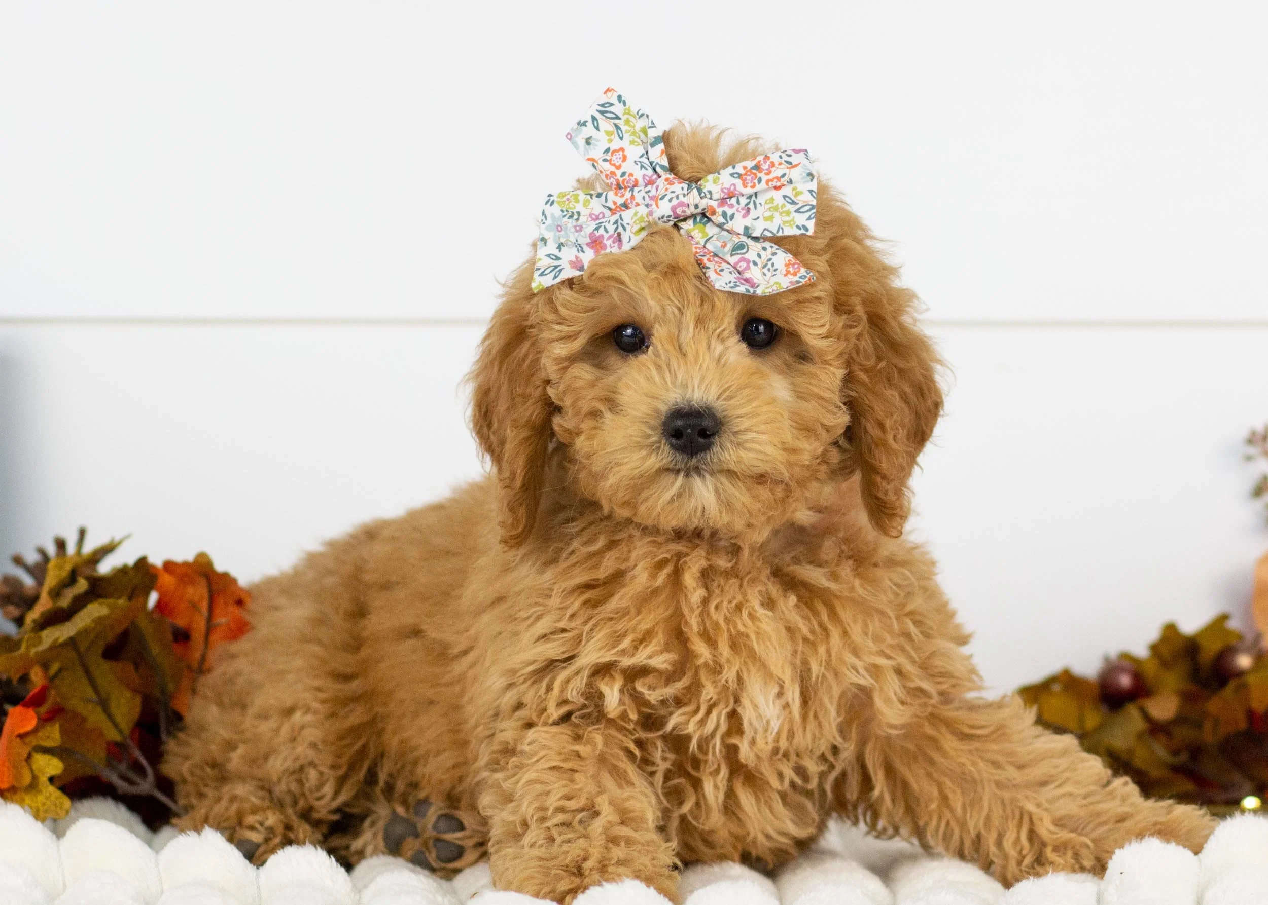 Bella goldendoodle for sale(3).jpg