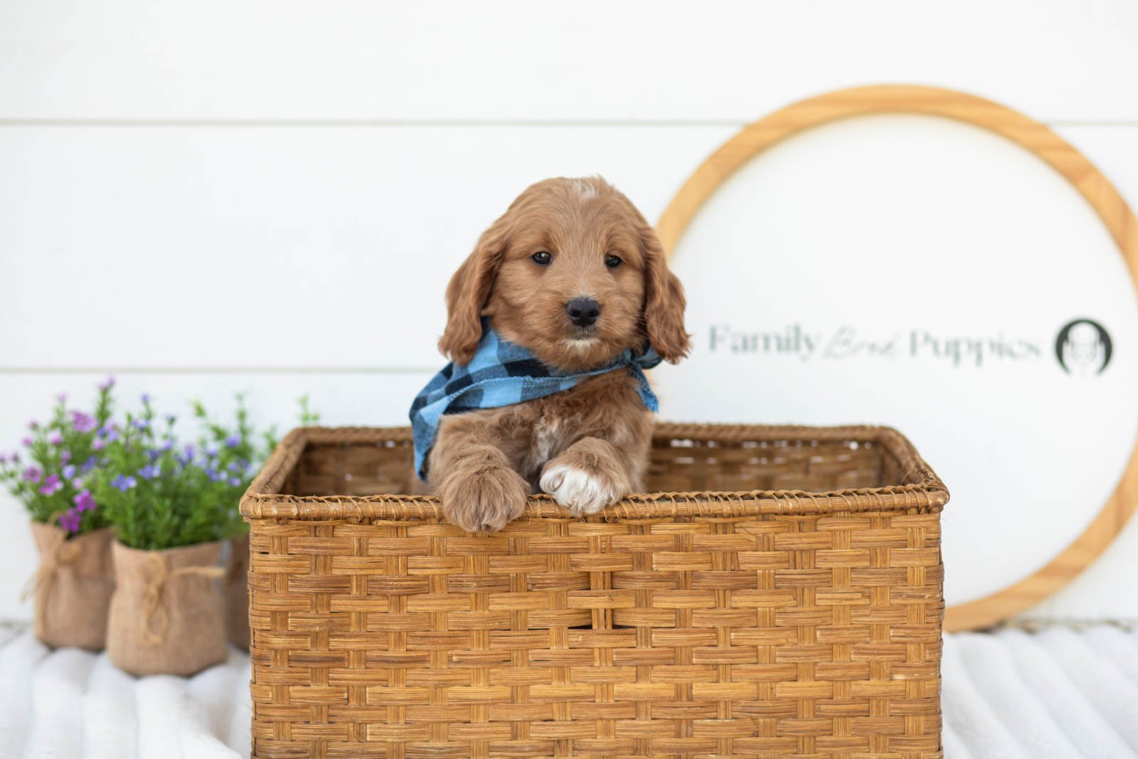 Munster goldendoodle for sale(4).jpg