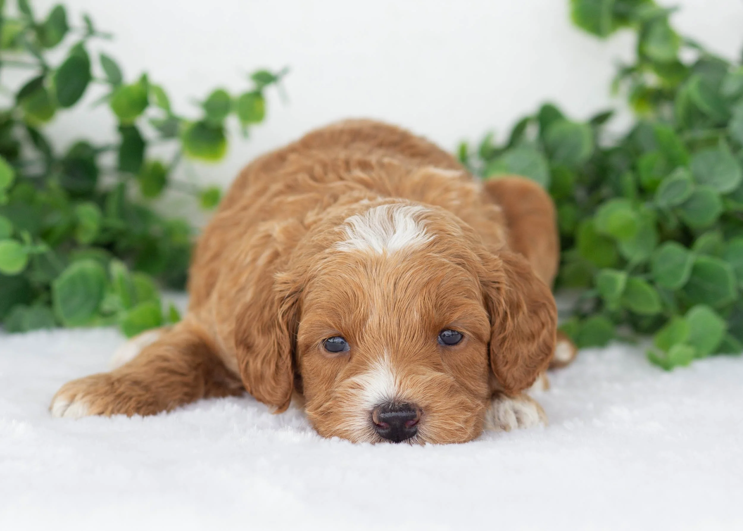 Brody goldendoodle for sale(2).jpg