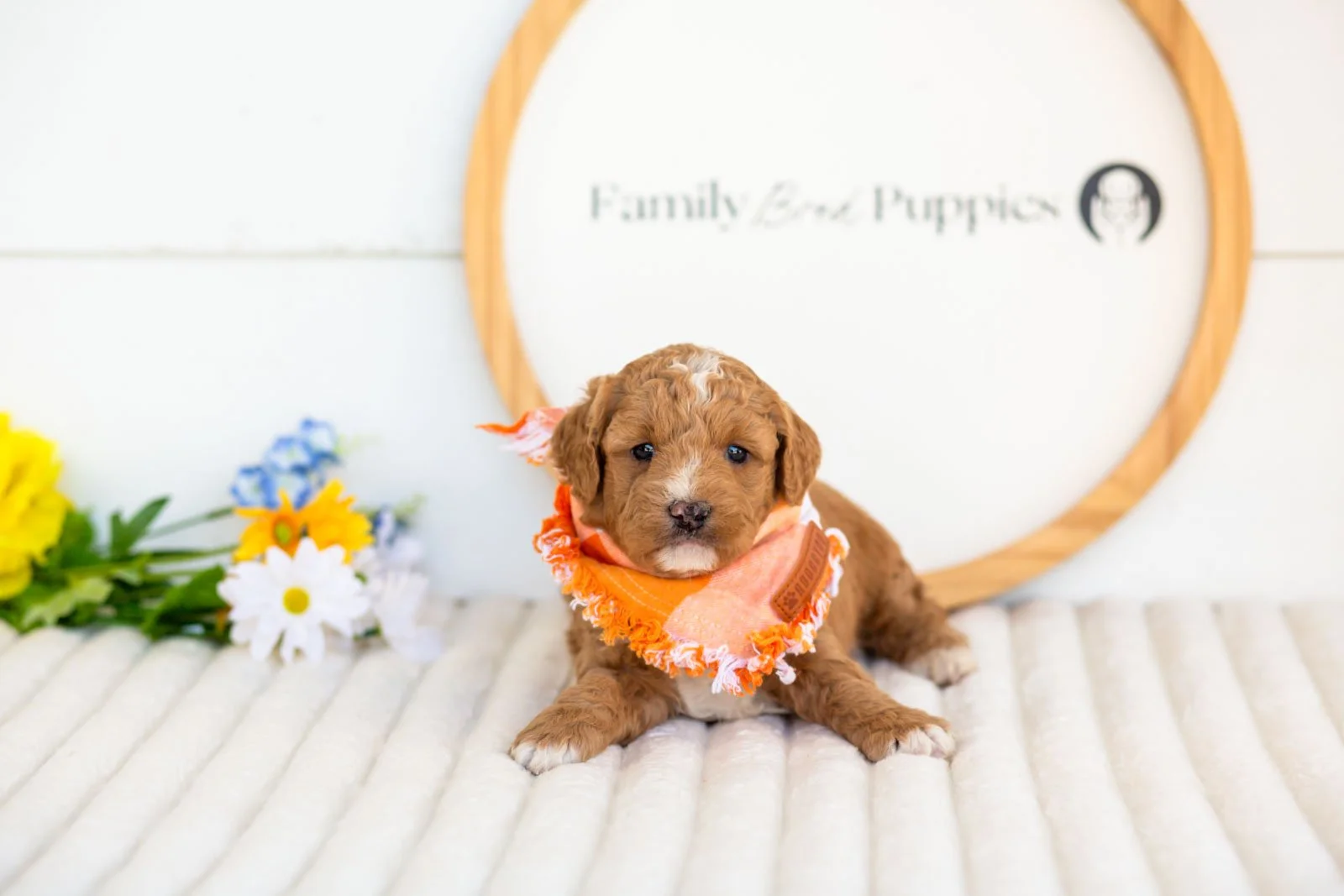 Bates goldendoodle for sale(3).jpg