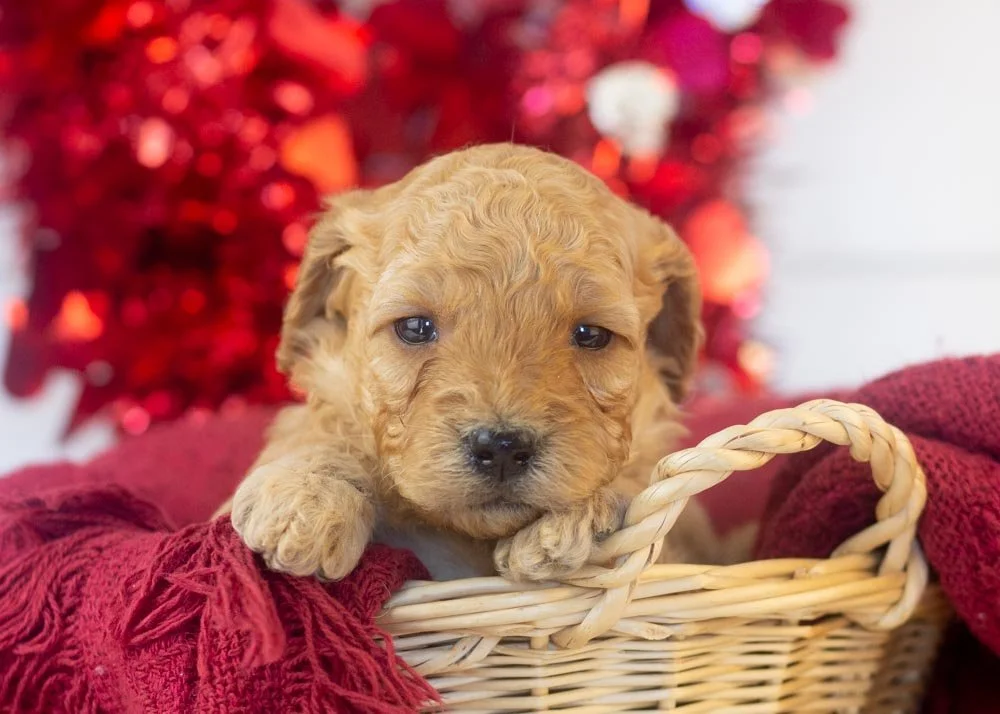 goldendoodle for sale