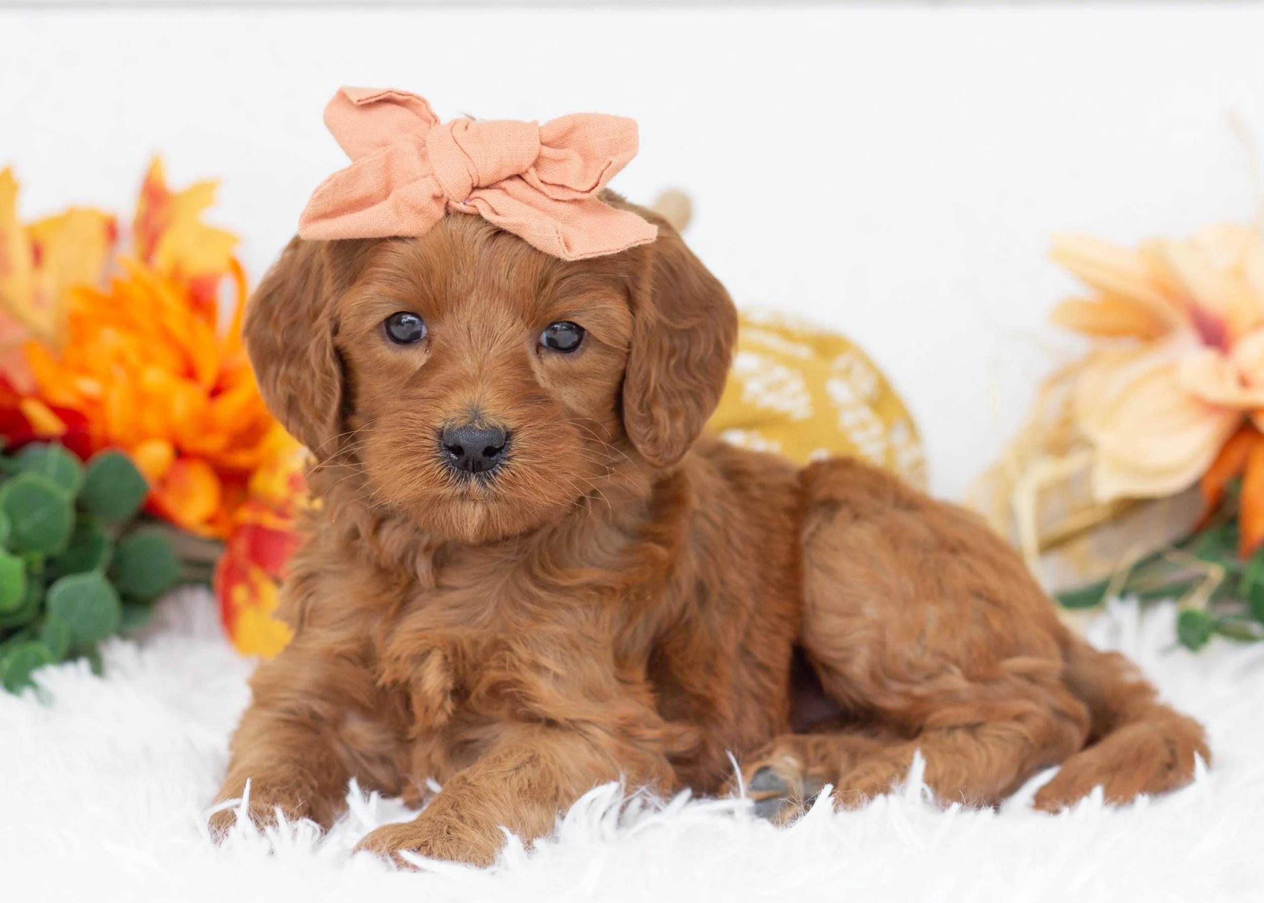 Tee goldendoodle for sale(1).jpg