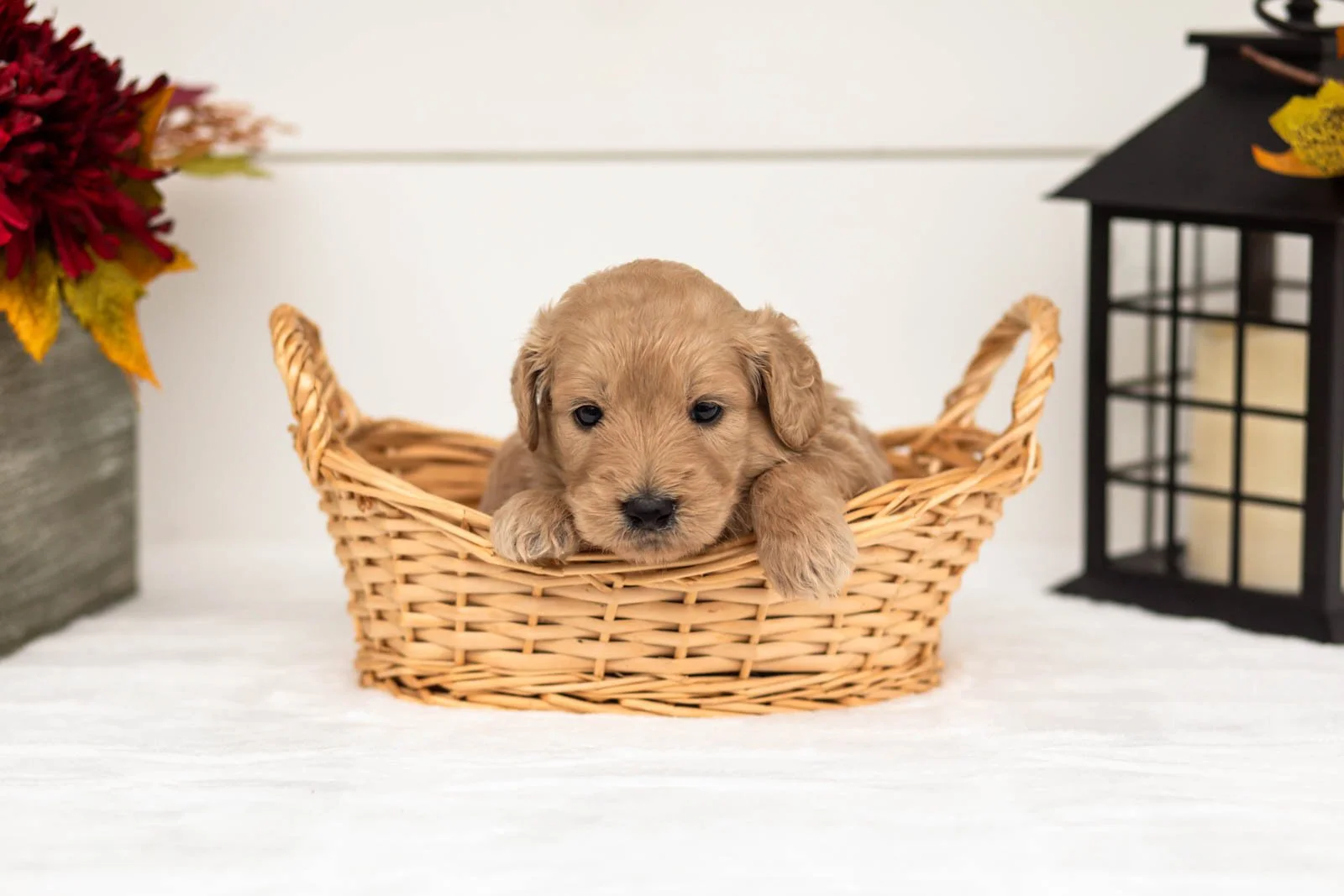 Dorothy goldendoodle for sale 2.jpg