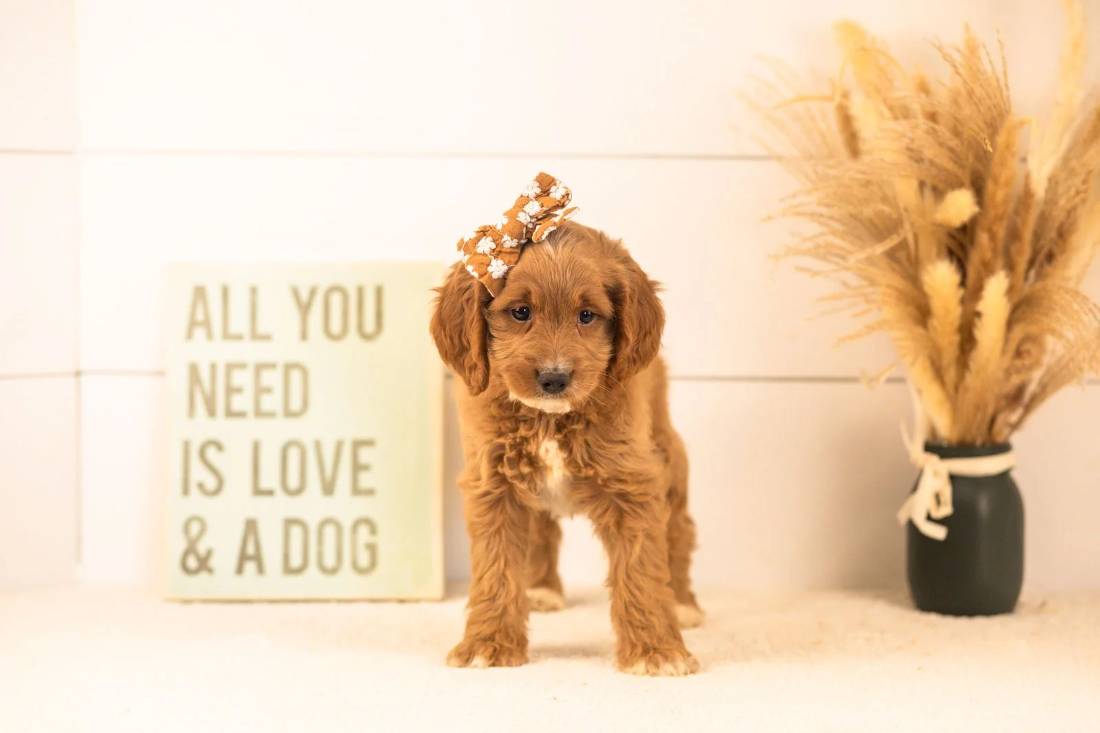 Ember goldendoodle for sale(4).jpg