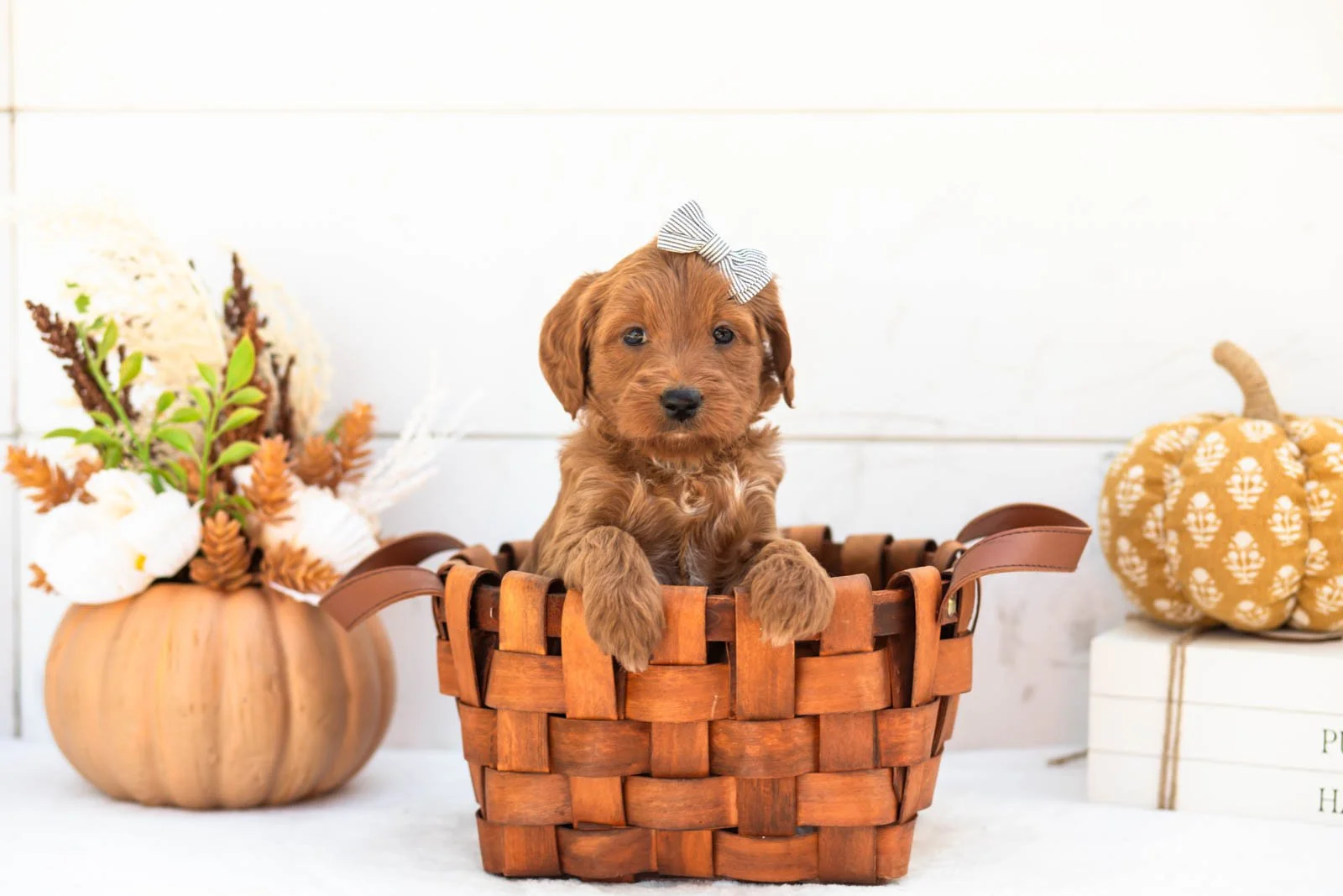 Blanche goldendoodle for sale 1.jpg