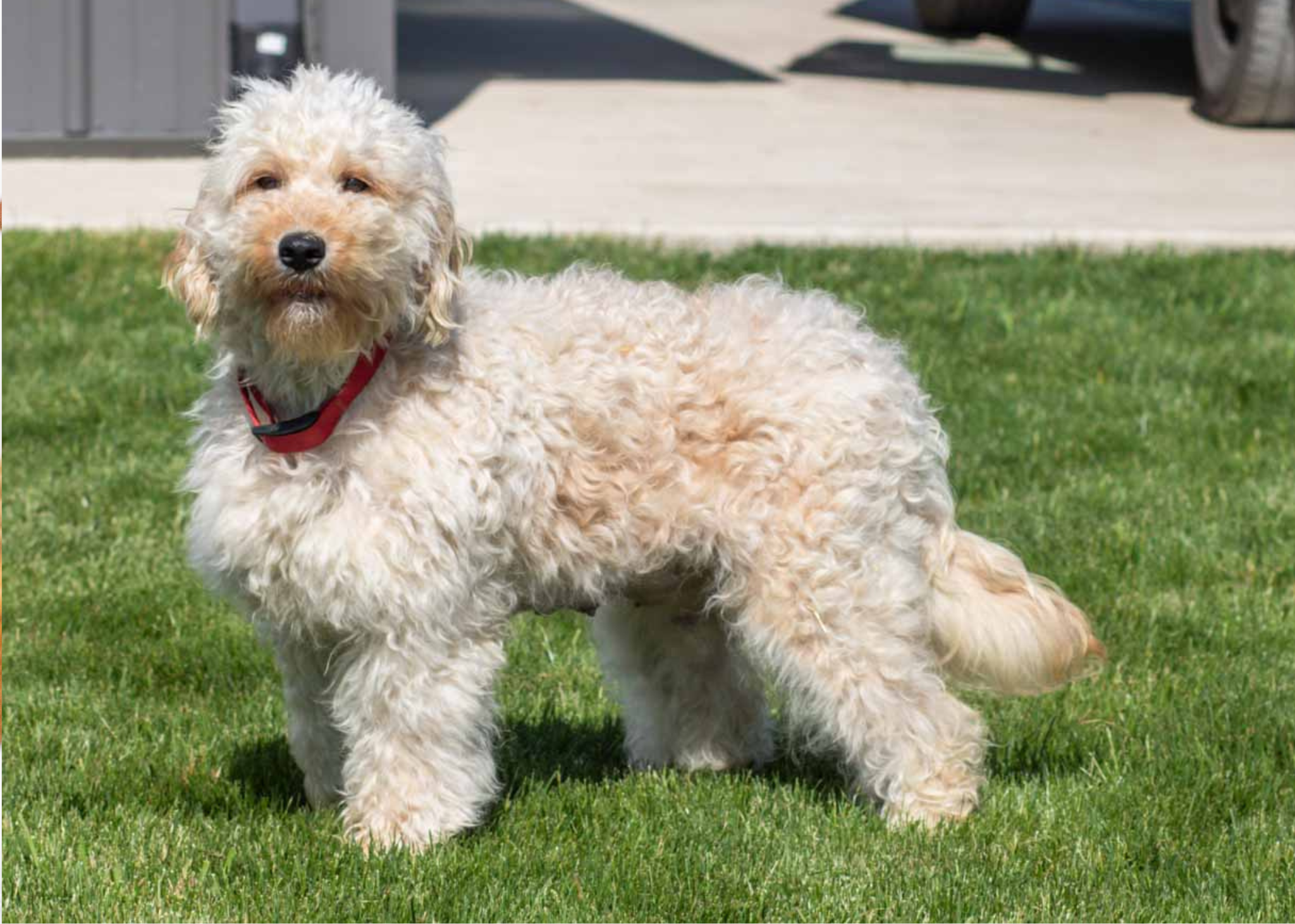 mom goldendoodle