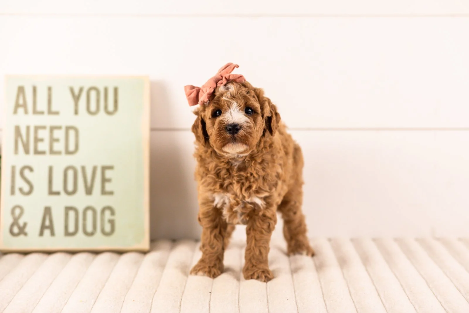 Ivory goldendoodle for sale(1).jpg