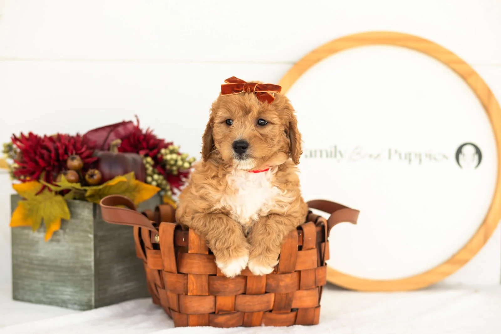 Denim goldendoodle for sale.jpg