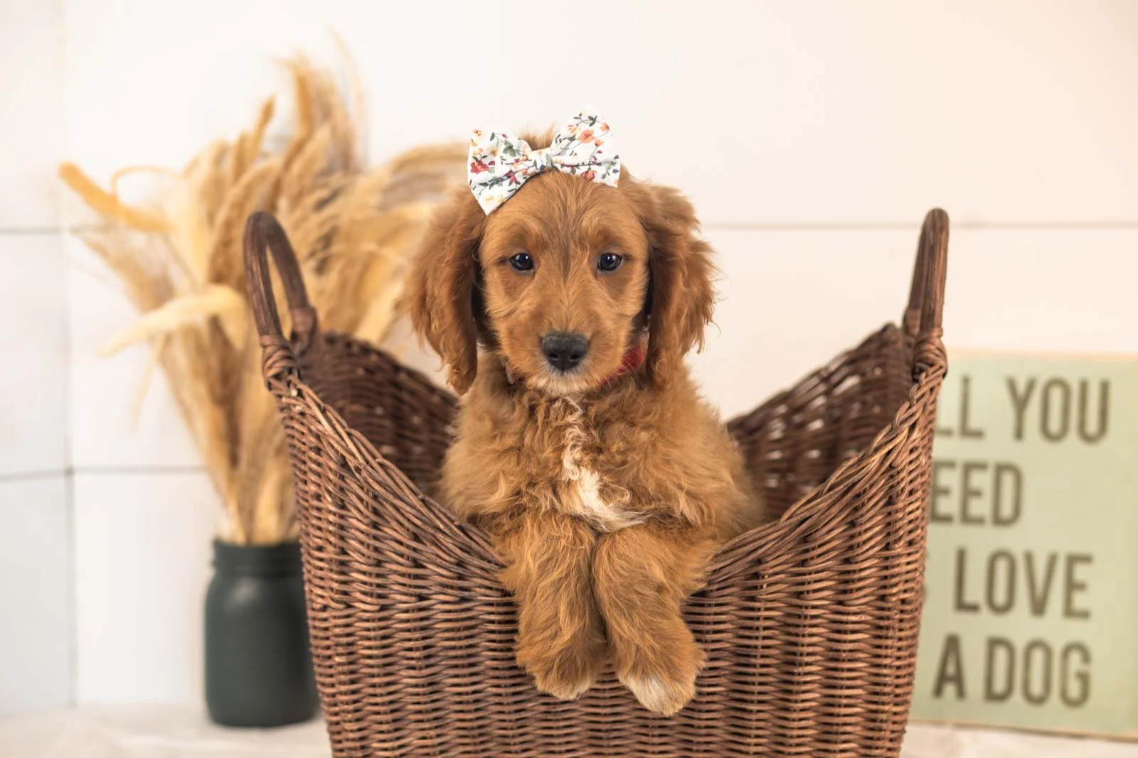 Odessa goldendoodle for sale(1).jpg
