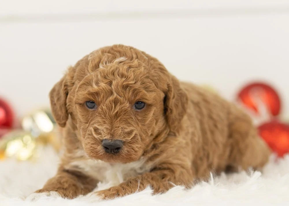 Bandit goldendoodle for sale(2).jpg