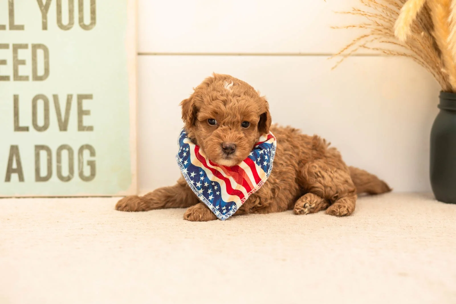 Oriole goldendoodle for sale(4).jpg