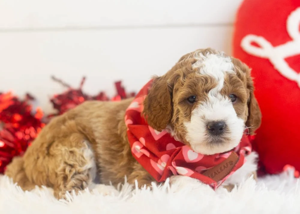 Buzz goldendoodle for sale(2).jpg