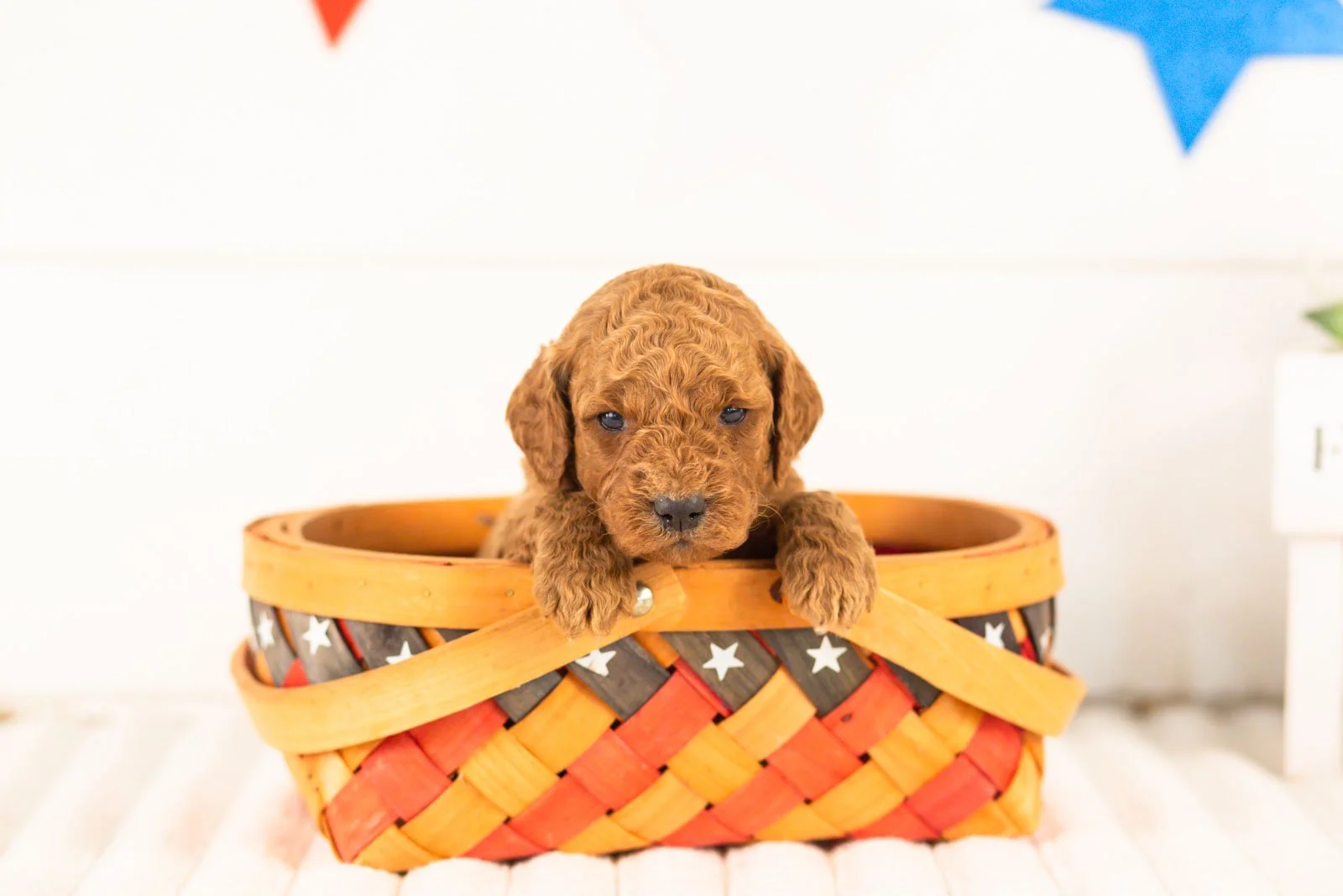 Glacier goldendoodle for sale(3).jpg