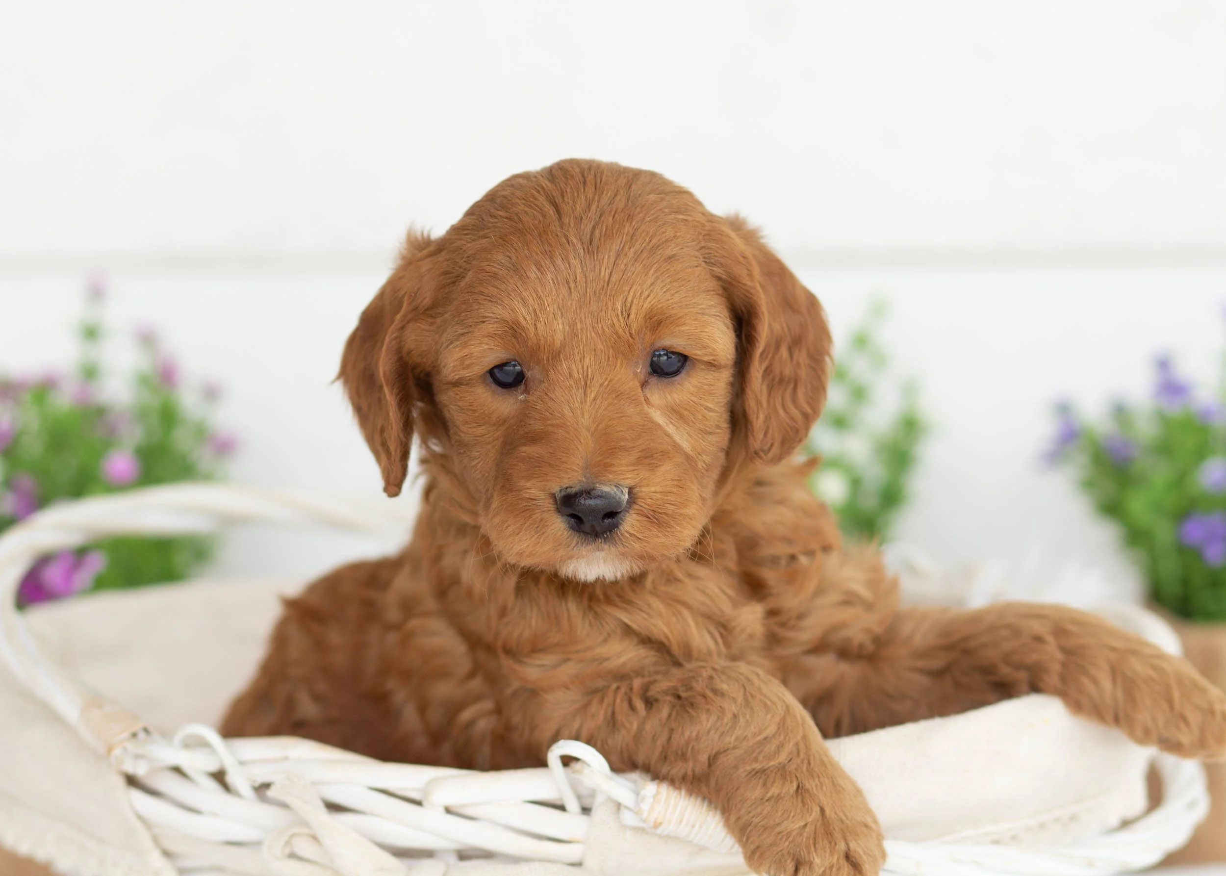 Goldendoodle Golden Retriever Labradoodle Puppies Goldendoodle