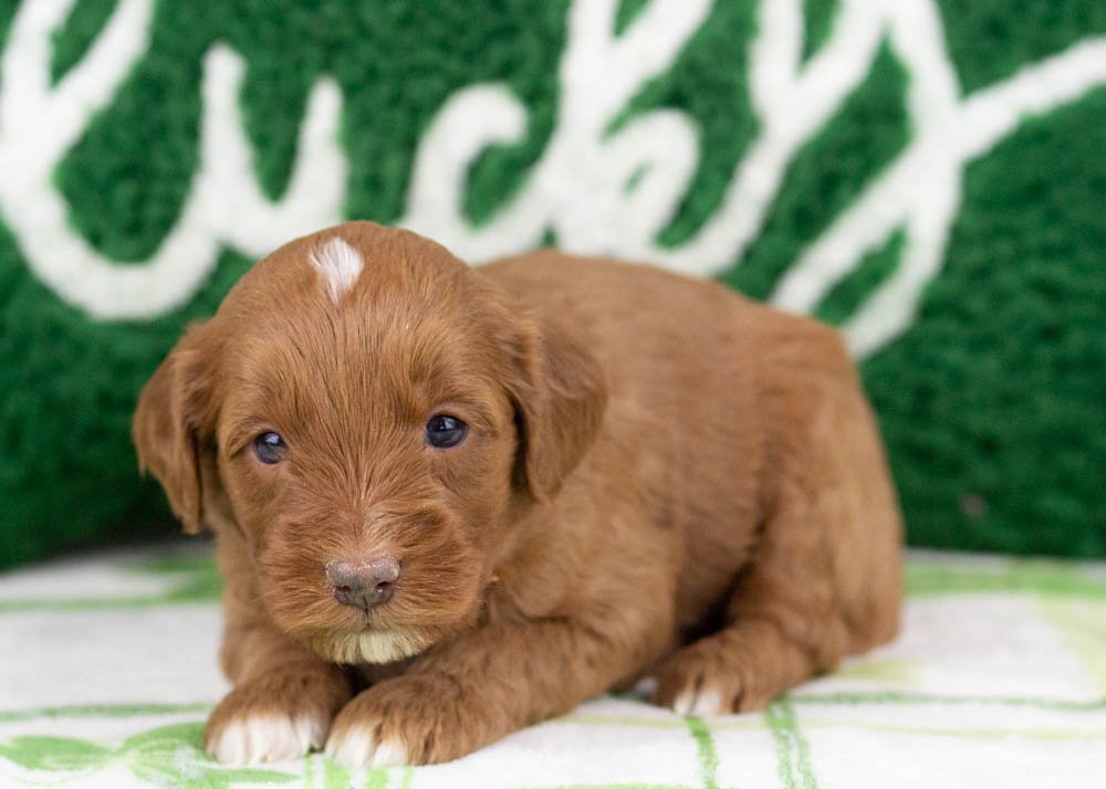 Blue goldendoodle for sale(2).jpg