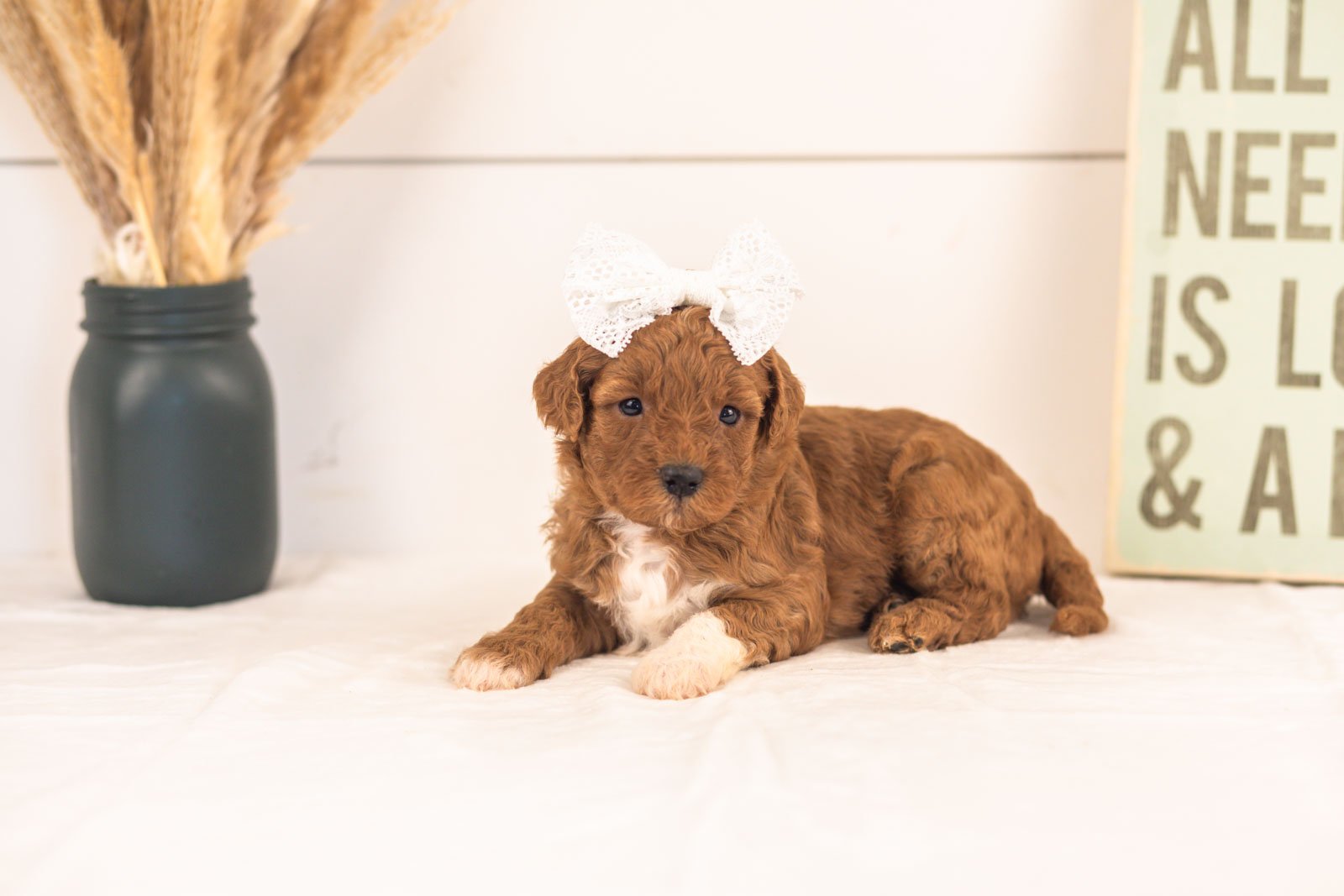 Cubs goldendoodle for sale(2).jpg
