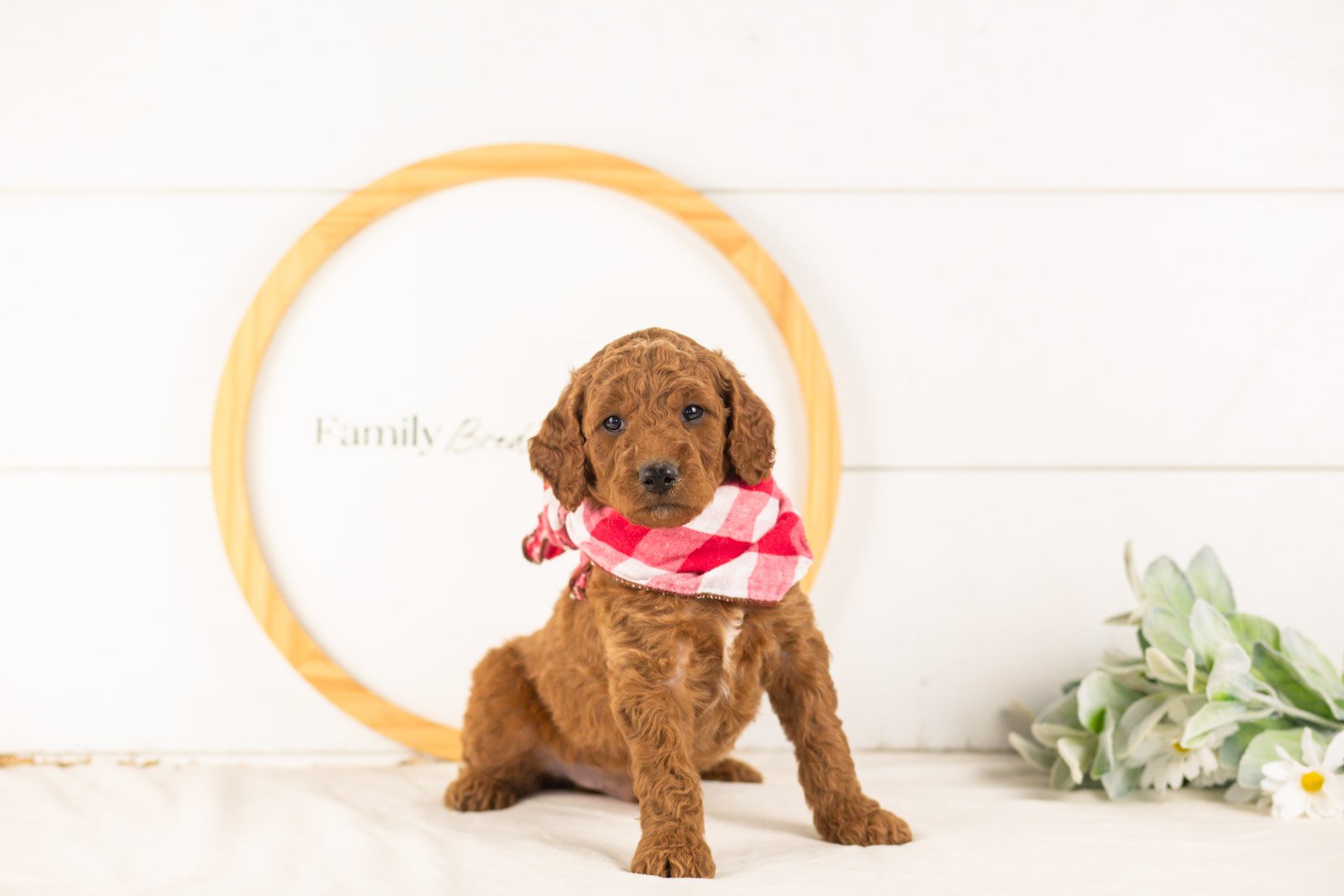Zion goldendoodle for sale(2).jpg