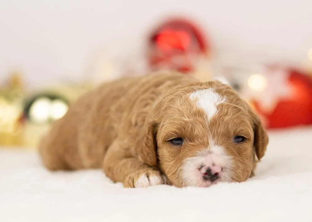 Olympus goldendoodle for sale(1).jpg