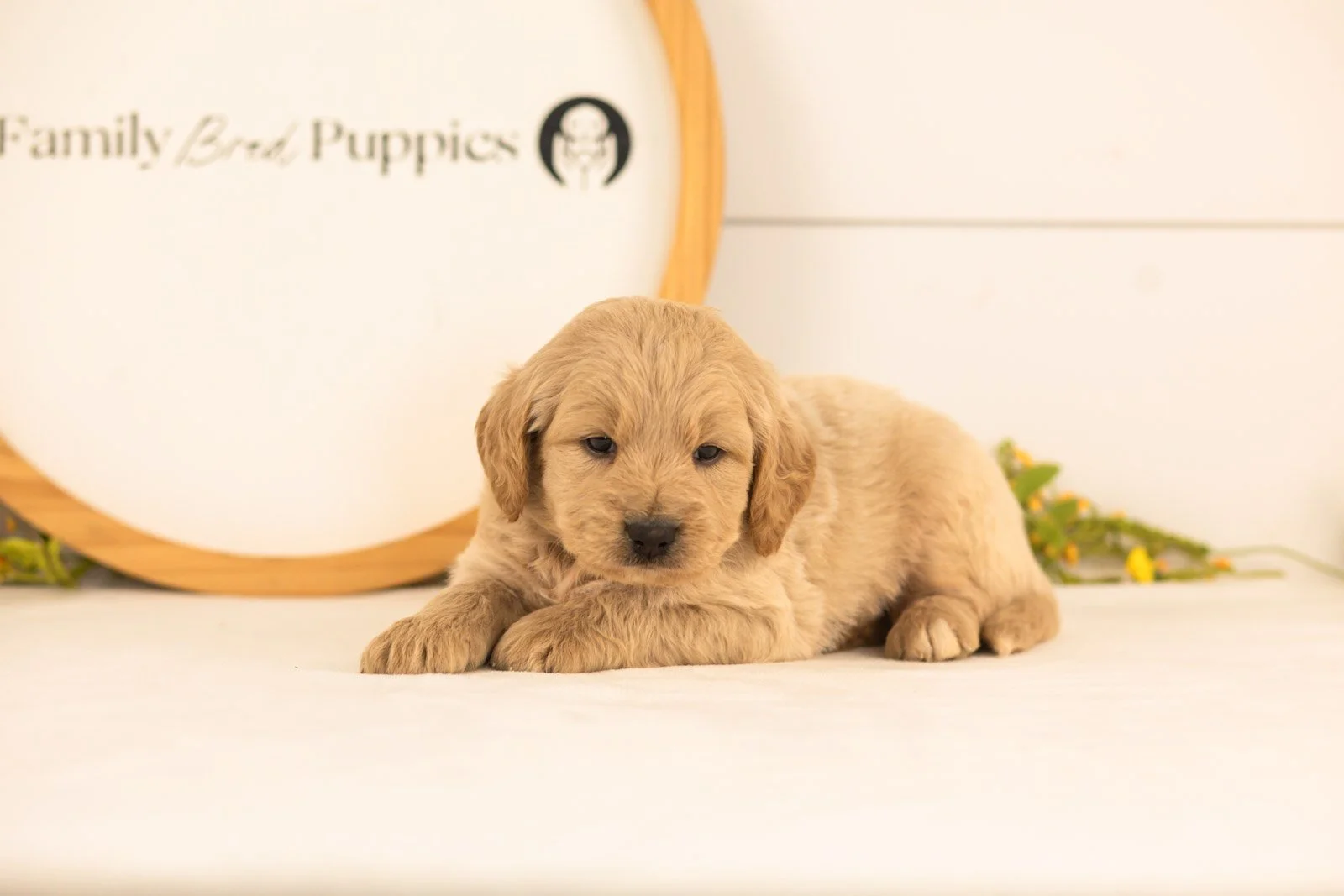 Jimmy goldendoodle for sale(1).jpg