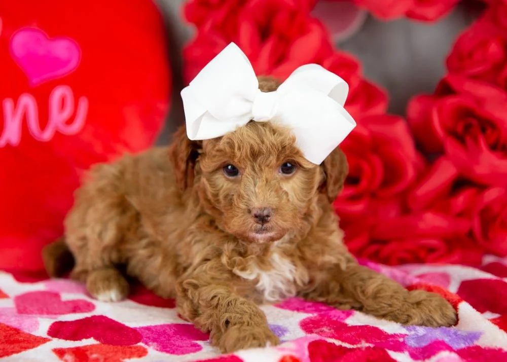 Peach goldendoodle for sale(1).jpg