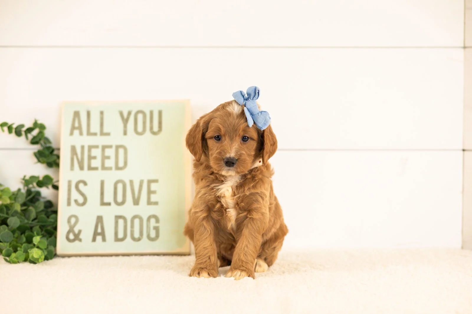 Veah goldendoodle for sale(1).jpg