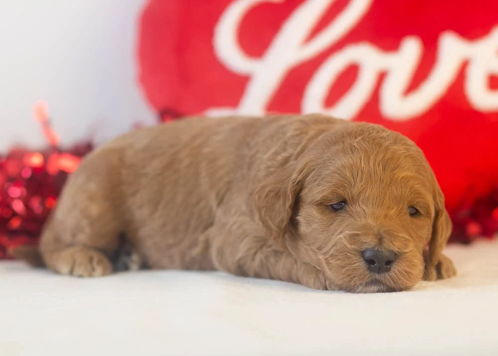 brew goldendoodle for sale(3).jpg