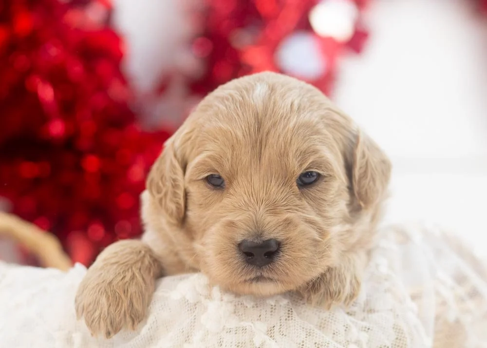 goldendoodle for sale