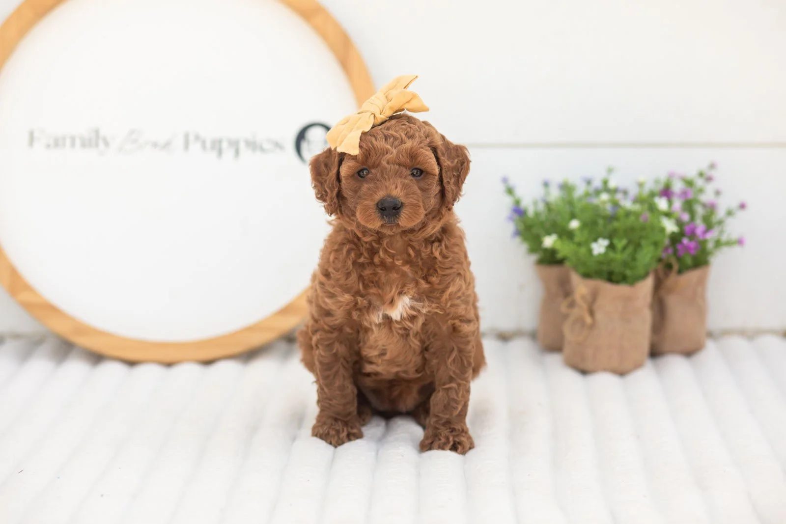 Mallory goldendoodle for sale(1).jpg
